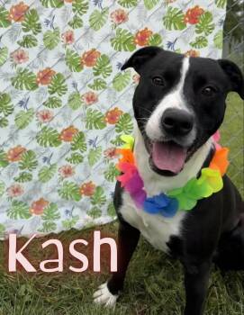 Kash -  American Staffordshire Terrier Dog for Adoption in Caro, Michigan - Kash | PetCurious