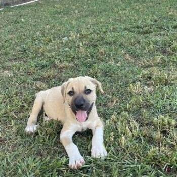 Cash -  Mixed Breed Dog for Adoption in Allentown, Pennsylvania - Cash | PetCurious