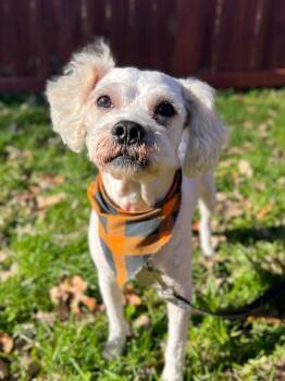 Rescue Mixed Breed Dogs for Adoption in Menomonie, Wisconsin - Van Halen | PetCurious