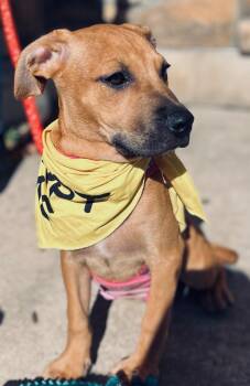 Rescue Hound Dogs for Adoption in Lambertville, New Jersey - Demi | PetCurious
