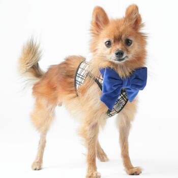 Chihuahua and Pomeranian Dogs Available for Adoption in San Francisco, California - Festival 14105 | PetCurious