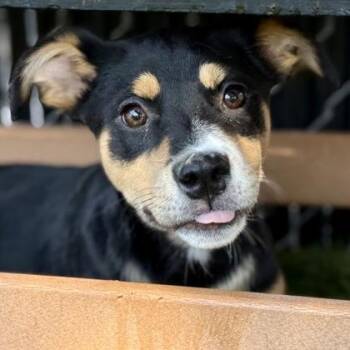 Rescue Rottweiler Dogs for Adoption in Red Bluff, California - Taylor | PetCurious
