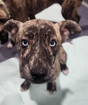 Catahoula Leopard Dog Dogs Available for Adoption - Orion | PetCurious