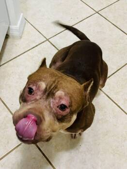 Cash -  Pit Bull Terrier Dog for Adoption in Estero, Florida - Cash | PetCurious