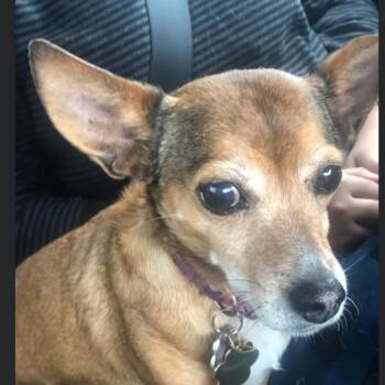 Rescue Chihuahua and Dachshund Dogs for Adoption in Riverside, California - Paulina | PetCurious