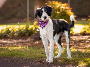 Vaquita -  Standard Poodle and German Shepherd Dog Dog for Adoption in Portland, Oregon - Vaquita | PetCurious