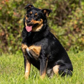 Phoenix -  Australian Shepherd and Rottweiler Dog for Adoption in Council Bluffs, Iowa - Phoenix | PetCurious