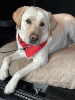 Yellow Labrador Retriever Dogs Available for Adoption in Killingworth, Connecticut - Marshall #10 | PetCurious
