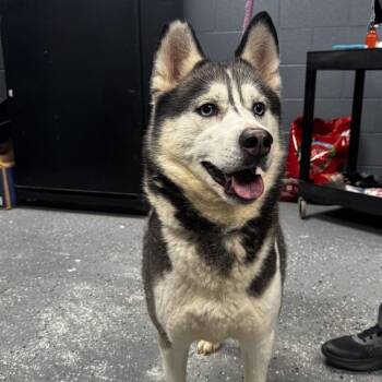 Merlot -  Husky Dog for Adoption in Saint Joseph, Missouri - Merlot | PetCurious