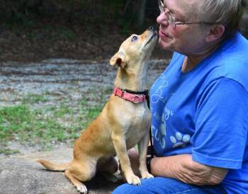 Charlee -  Chihuahua Dog for Adoption in Willingboro, New Jersey - Charlee | PetCurious