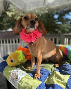 Susie Q -  Dachshund Dog for Adoption - Susie Q | PetCurious