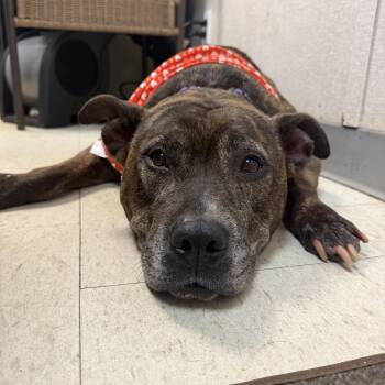 Roxy -  American Staffordshire Terrier and Pit Bull Terrier Dog for Adoption in Mahwah, New Jersey - Roxy | PetCurious