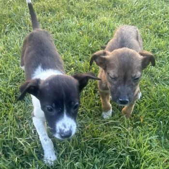 Terrier Dogs Available for Adoption - Wrangler - *Available 2/28* Costa Mesa Location | PetCurious