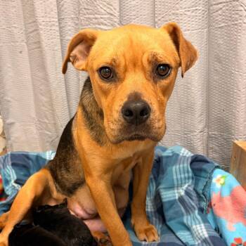 Muffin -  Hound Dog for Adoption in Columbus, Georgia - Muffin | PetCurious