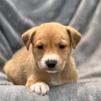 Spaniel and Shepherd Dogs Available for Adoption in San Diego, California - Japan Pup - Handa | PetCurious