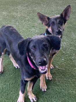 Cliff -  German Shepherd Dog Dog for Adoption in Grass Valley, California - Cliff | PetCurious