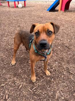 Rhodesian Ridgeback Dogs Available for Adoption - Snowflake | PetCurious