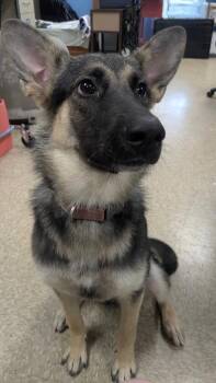 German Shepherd Dog Dogs Available for Adoption in Nacogdoches, Texas - Mika-Sasha | PetCurious