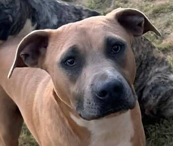 Labrador Retriever Dogs Available for Adoption in Andover, Massachusetts - Brooks | PetCurious