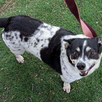Toby -  Dachshund and Chihuahua Dog for Adoption in Pelham, New Hampshire - Toby | PetCurious