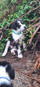 Stooges : Moe -  Australian Shepherd and Mixed Breed Dog for Adoption in Aurora, Indiana - Stooges : Moe | PetCurious