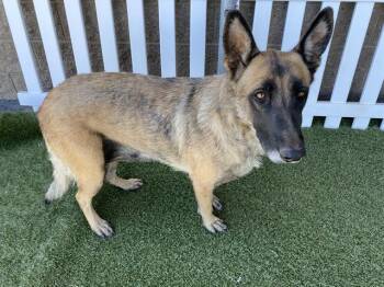 German Shepherd Dog and Mixed Breed Dogs Available for Adoption in Modesto, California - A610564 | PetCurious