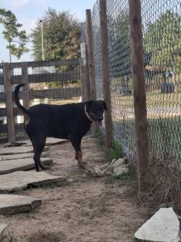 Rescue Doberman Pinscher Dogs for Adoption in Spring, Texas - BABY | PetCurious