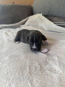 Daisy- Brynns litter -  American Staffordshire Terrier Dog for Adoption in Holly Springs, North Carolina - Daisy- Brynns Litter | PetCurious