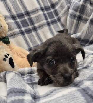 Australian Shepherd and Border Collie Dogs Available for Adoption - MacChiato | PetCurious