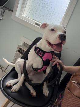 Maggie -  American Bulldog Dog for Adoption in Mico, Texas - Maggie | PetCurious