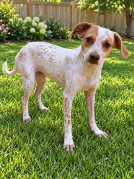 Crumpet -  Mixed Breed Dog for Adoption in Ocala, Florida - Crumpet | PetCurious