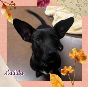 Rescue Chihuahua Dogs for Adoption in Amarillo, Texas - Matilda | PetCurious