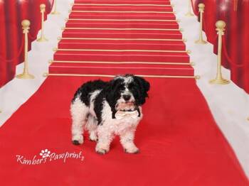 Shih Tzu and Mixed Breed Dogs Available for Adoption - BUDAPEST | PetCurious