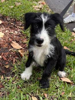 Poodle Dogs Available for Adoption - GINGER | PetCurious