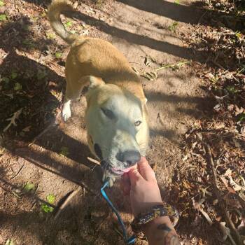 Labrador Retriever Dogs Available for Adoption in Columbus, North Carolina - Gus | PetCurious