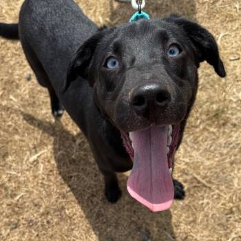 Avocado -  Mixed Breed Dog for Adoption in Redwood Valley, California - Avocado | PetCurious