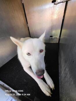 SNOWMAN -  Husky Dog for Adoption in San Antonio, Texas - SNOWMAN | PetCurious
