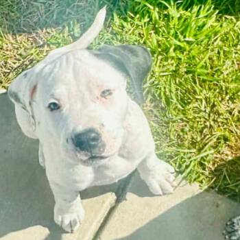 Mixed Breed Dogs Available for Adoption - Check Engine Light | PetCurious