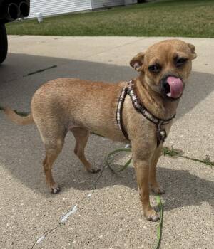 Princess -  Chihuahua Dog for Adoption in South Bend, Indiana - Princess | PetCurious