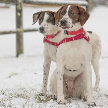 Hound Dogs Available for Adoption - Jackie And Diane | PetCurious