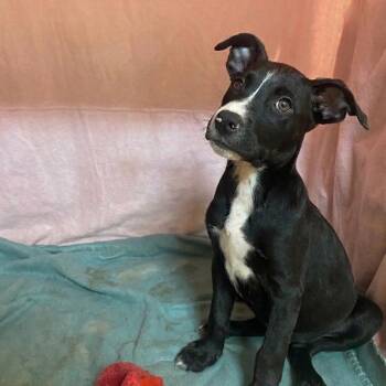 Hunter -  Mixed Breed Dog for Adoption in Jefferson City, Tennessee - Hunter | PetCurious