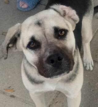 Miss B -  Mastiff and German Shepherd Dog Dog for Adoption in Silsbee, Texas - Miss B | PetCurious