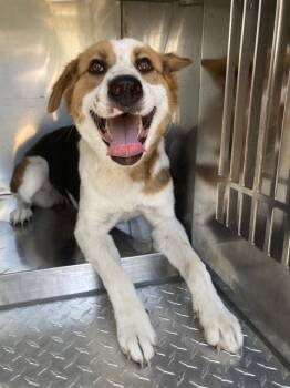HONDA -  Mixed Breed Dog for Adoption in Dallas, Texas - HONDA | PetCurious