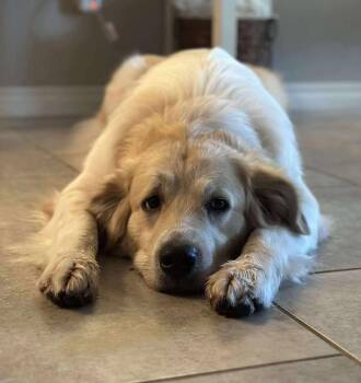 Rescue Great Pyrenees Dogs for Adoption in Kiowa, Oklahoma - Honey Dew | PetCurious
