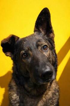 Mixed Breed Dogs Available for Adoption in Jacksonville, Florida - WHISPER | PetCurious