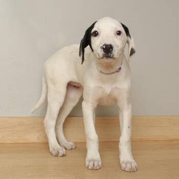 Pointer and Beagle Dogs Available for Adoption - Evangaline D68448 | PetCurious
