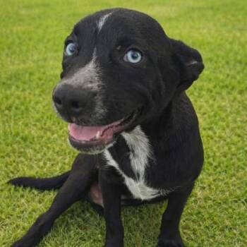 Mixed Breed Dogs Available for Adoption in Merriam, Kansas - Freddy | PetCurious