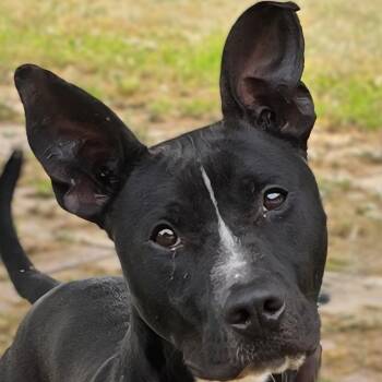 Labrador Retriever and Terrier Dogs Available for Adoption in Milledgeville, Georgia - Scooby | PetCurious