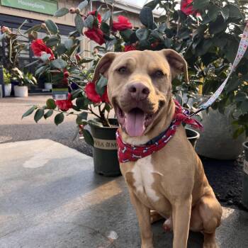 Rescue American Staffordshire Terrier Dogs for Adoption in Cumming, Georgia - Anton Aka Tawny | PetCurious
