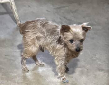 Yorkshire Terrier Dogs Available for Adoption in Savannah, Georgia - Harry | PetCurious